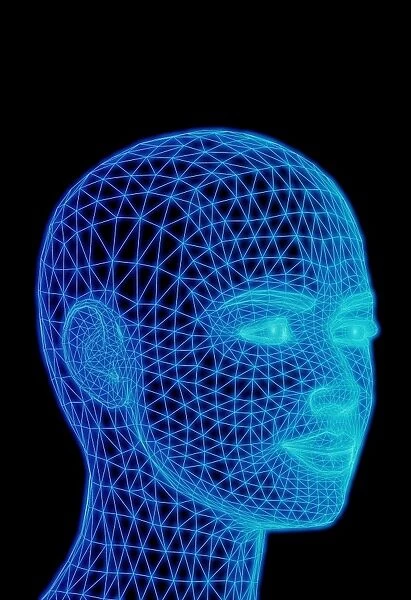 Head. Wire-frame computer artwork of a human head