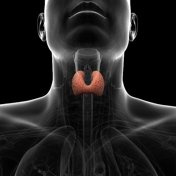 Healthy thyroid gland, artwork F007  /  6151
