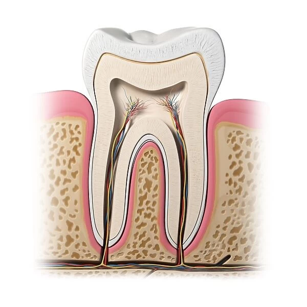 Healthy tooth, artwork F007  /  6341