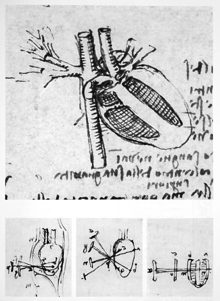Heart anatomy, 16th century