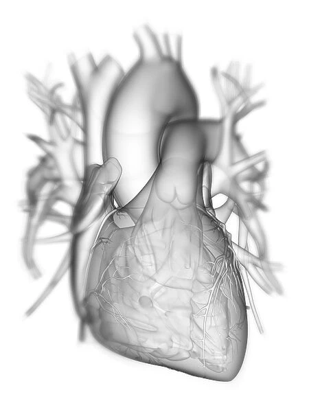 Heart with coronary vessels