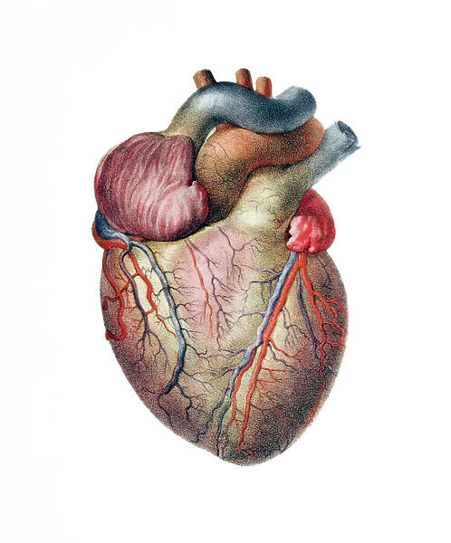 Heart. Historical anatomical artwork of the human heart, seen from the front