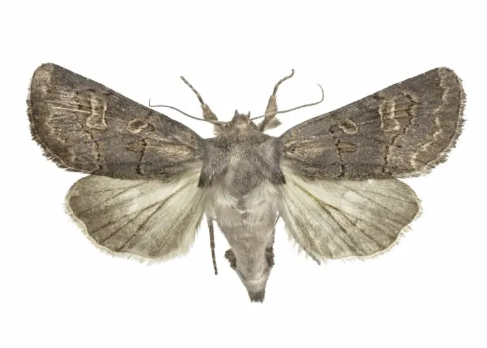 Framed Print : Hedge Rustic Moth Print (Tholera cespitis) Framed Print : Hedge Rustic Moth Print (Tholera cespitis)