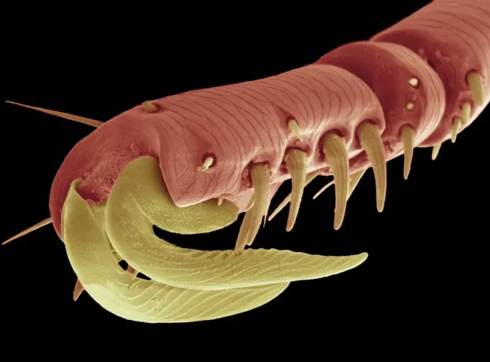 Framed Print : SEM Print of Hedgehog Flea Claws Framed Print : SEM Print of Hedgehog Flea Claws