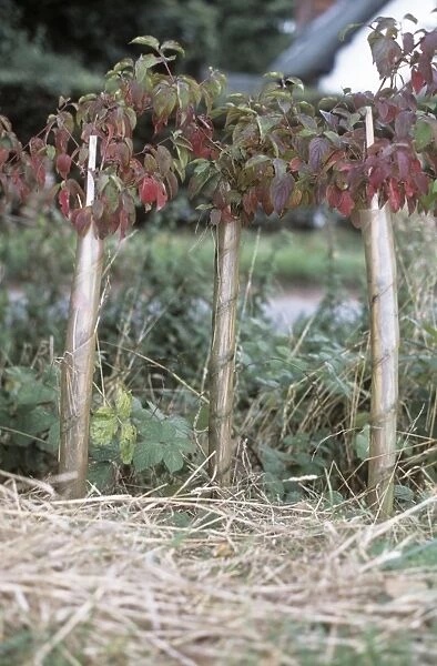 Hedgerow planting