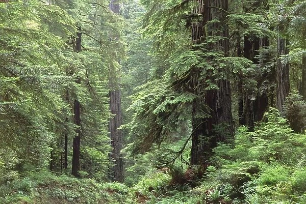 Hemlocks and redwoods in a North American forest