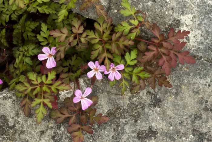 Framed Print : Herb Robert Print - Limestone Crevice Framed Print : Herb Robert Print - Limestone Crevice