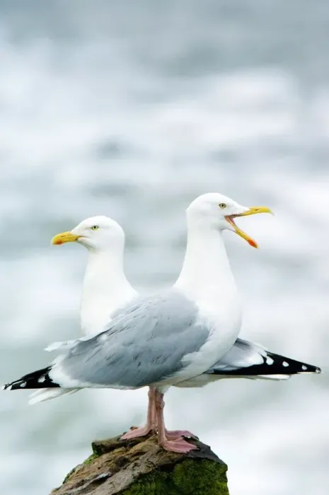 Framed Print : Two Herring Gulls Print Framed Print : Two Herring Gulls Print