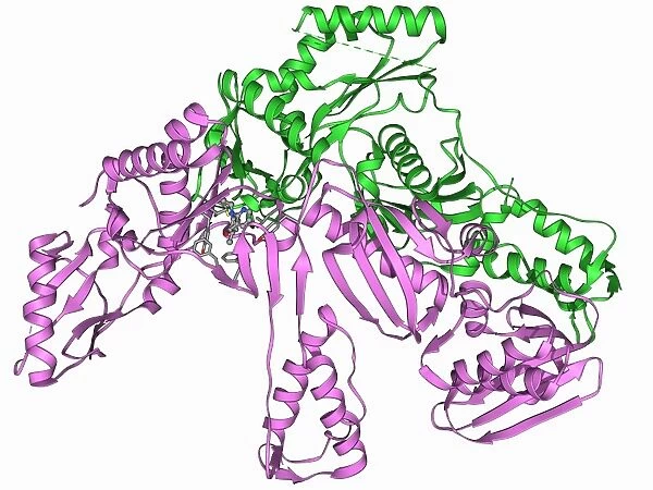 HIV reverse transcription enzyme F006  /  9385