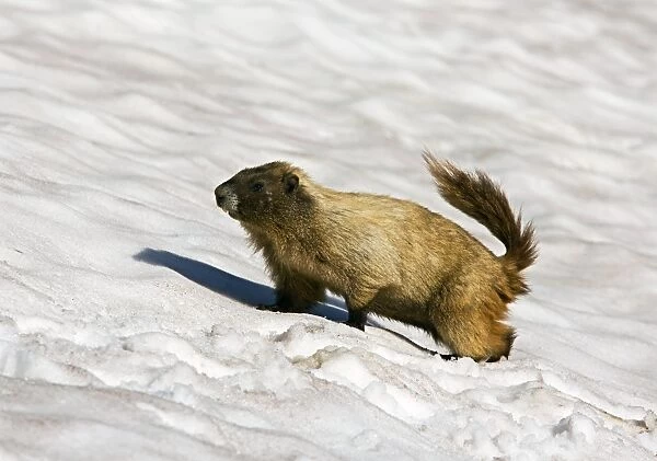 Hoary marmot in the snow