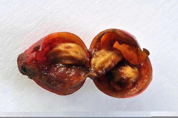 Holly berry (Ilex aquifolium) C013  /  6976