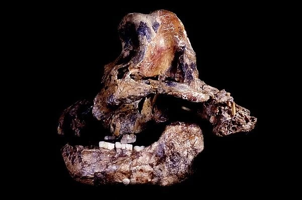 Homo ergaster skull (SK-847 and SK-15) C015  /  6928