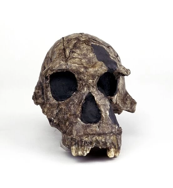 Homo habilis cranium (KNM-ER 1813) C016  /  5090