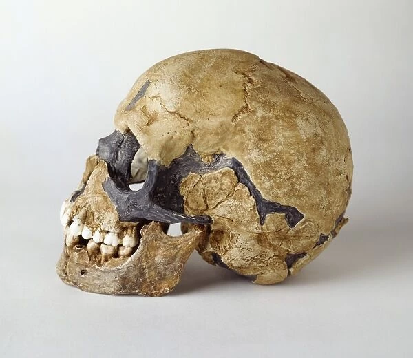 Homo sapiens skull (Qafzeh 11) C016  /  5081