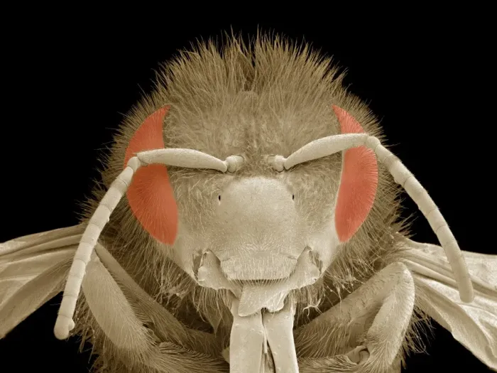 Framed Print : SEM Print of Honey Bee Head Framed Print : SEM Print of Honey Bee Head