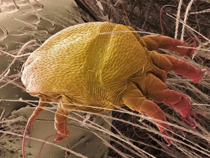 Framed Print : SEM Print of Honey Bee Mite
