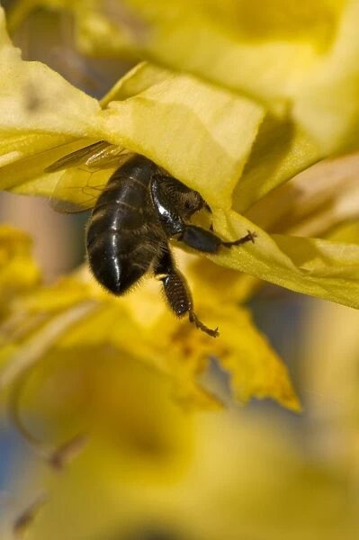 Honeybee feeding C014  /  2573