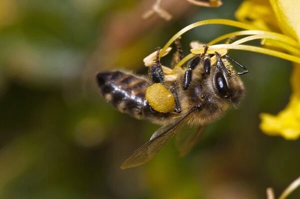 Honeybee feeding C014  /  2574