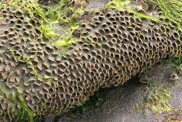 Honeycomb worms