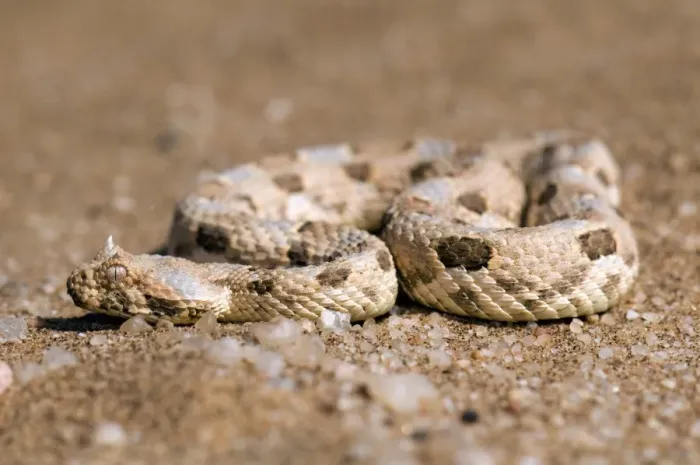 Framed Print : Horned Adder Print Framed Print : Horned Adder Print