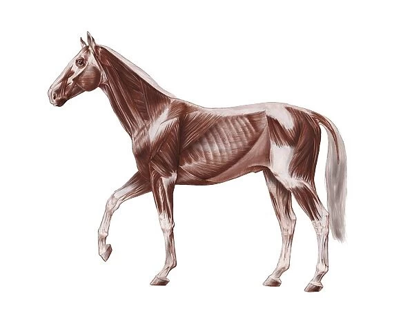 Horse anatomy, artwork C016  /  6846