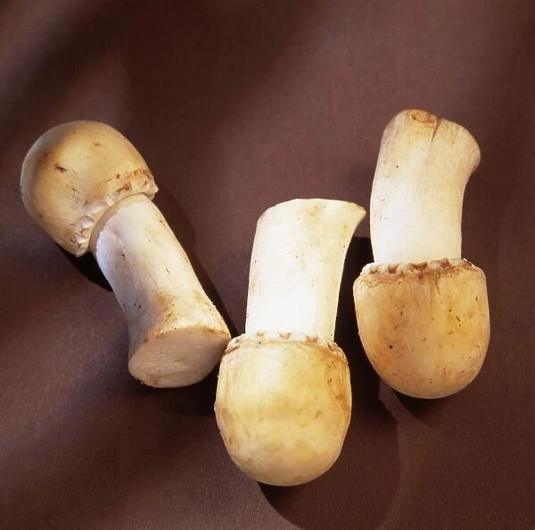 Horse mushrooms