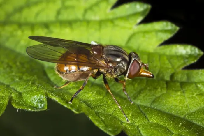 Framed Print : Hoverfly Print on Leaf Framed Print : Hoverfly Print on Leaf