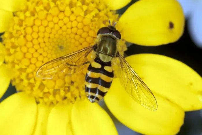 Framed Print : Common Hoverfly Print on Corn Marigold Flower Framed Print : Common Hoverfly Print on Corn Marigold Flower
