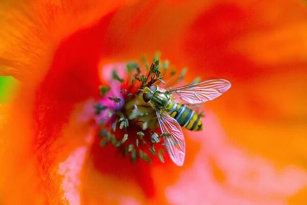 Hoverfly (Episyrphus balteatus) resting on a poppy flower (Papaver rhoeas)