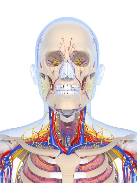 Framed Print : Human Anatomy Print Framed Print : Human Anatomy Print