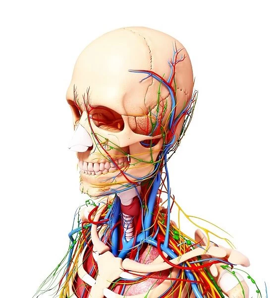 Human anatomy, artwork F007  /  5902