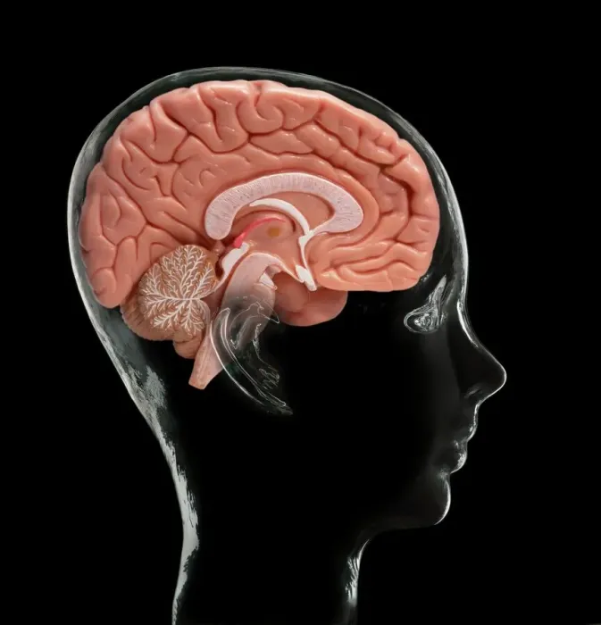 Framed Print : Human Brain Model Print Framed Print : Human Brain Model Print