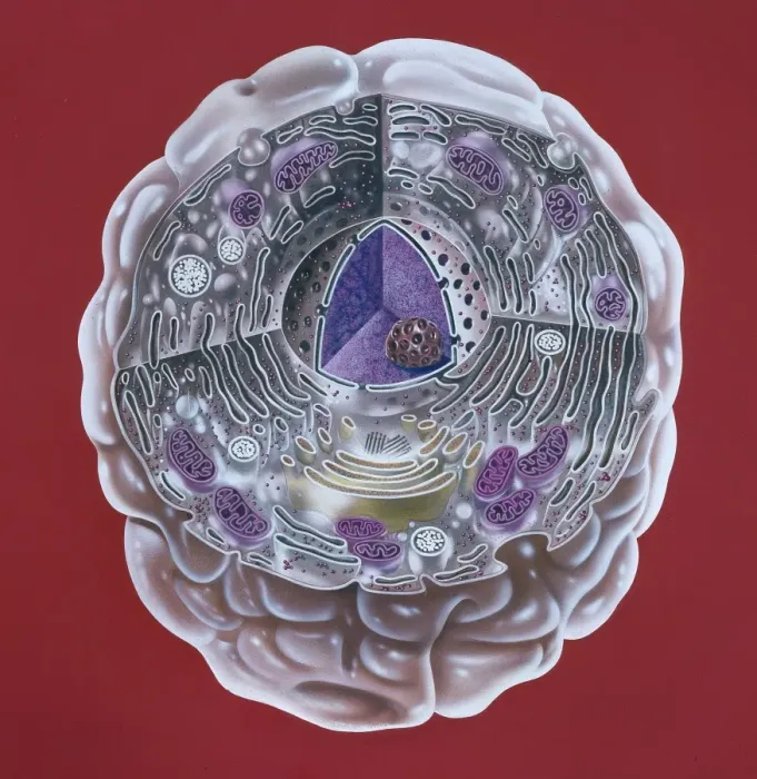Framed Print : Human Cell Print: Section Through a Human Cell Framed Print : Human Cell Print: Section Through a Human Cell