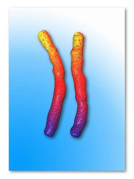 Human chromosome 3