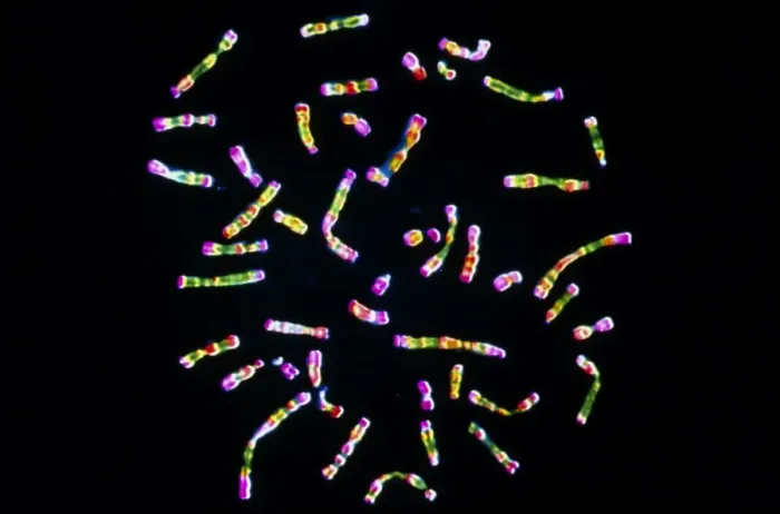 Framed Print : False-colour light micrograph of human chromosomes Print Framed Print : False-colour light micrograph of human chromosomes Print