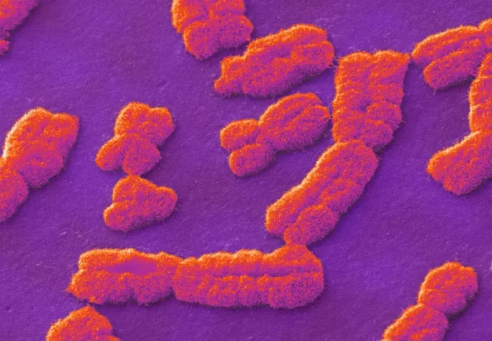 Framed Print : Human Chromosome Print