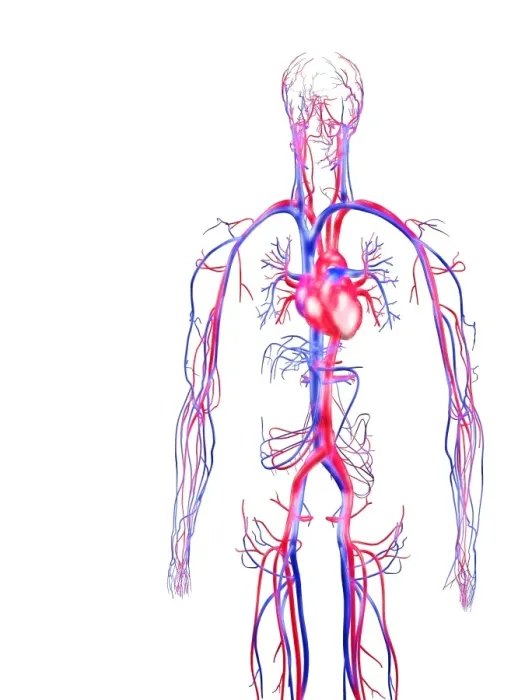 Framed Print : Human Circulatory System Print Framed Print : Human Circulatory System Print