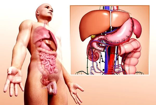 Human digestive system, artwork F008  /  1764