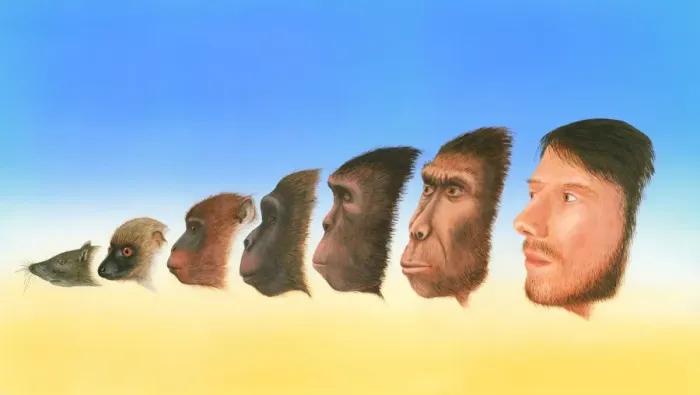 Framed Print : Human Evolution Print: A visual representation of human ancestry