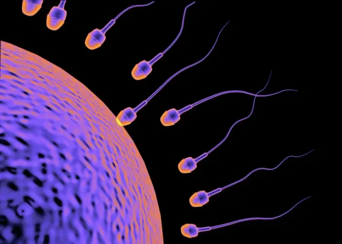 Framed Print : Human Fertilisation Print: Sperm Approaching Egg Framed Print : Human Fertilisation Print: Sperm Approaching Egg