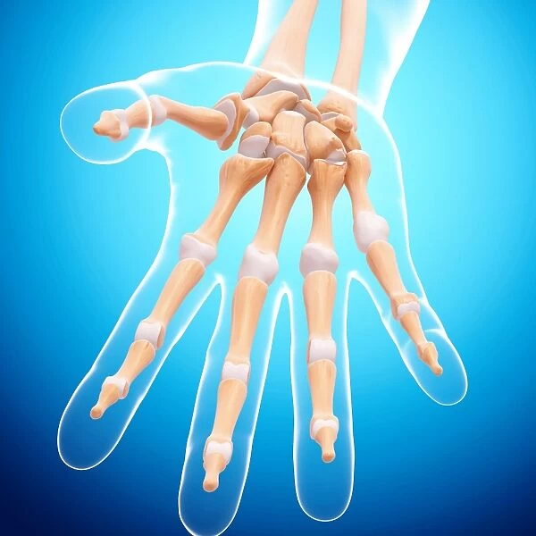 Human hand bones, artwork F007  /  3731