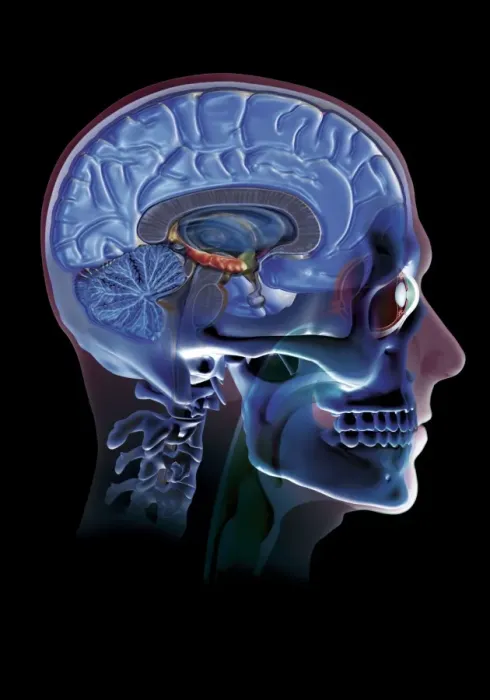 Framed Print : Human Head Print: Anatomical Computer Art Framed Print : Human Head Print: Anatomical Computer Art