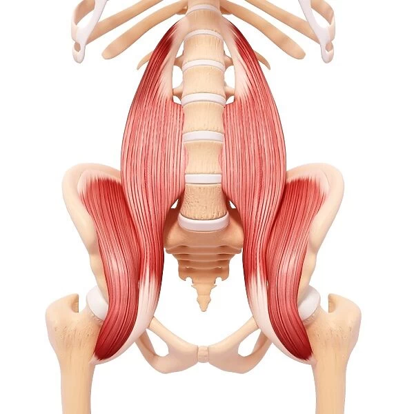 Human hip musculature, artwork F007  /  4322
