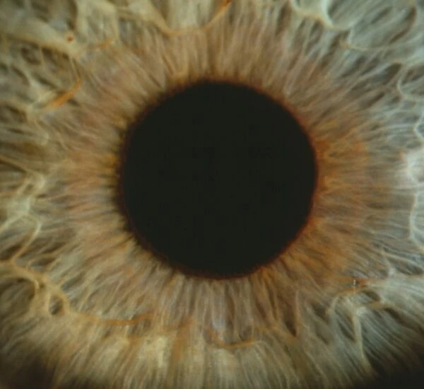 Detail of a human iris and pupil
