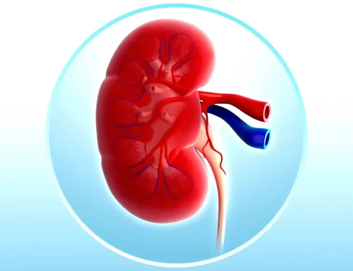 Framed Print : Human Kidney Print Framed Print : Human Kidney Print