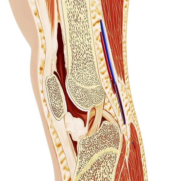 Human knee anatomy, artwork F008  /  0447