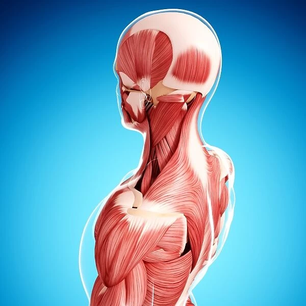 Human musculature, artwork F007  /  3846