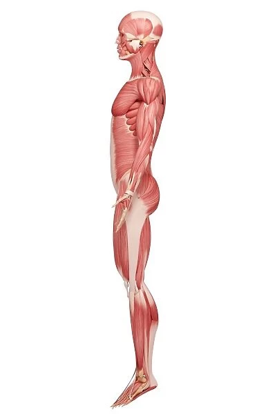Human musculature, artwork F007  /  3849