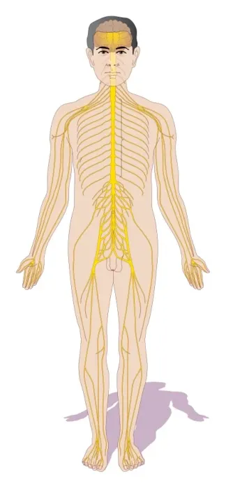 Framed Print : Human Nervous System Print Framed Print : Human Nervous System Print