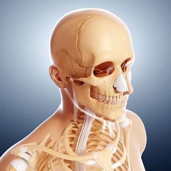 Human skeleton, artwork F007  /  3447